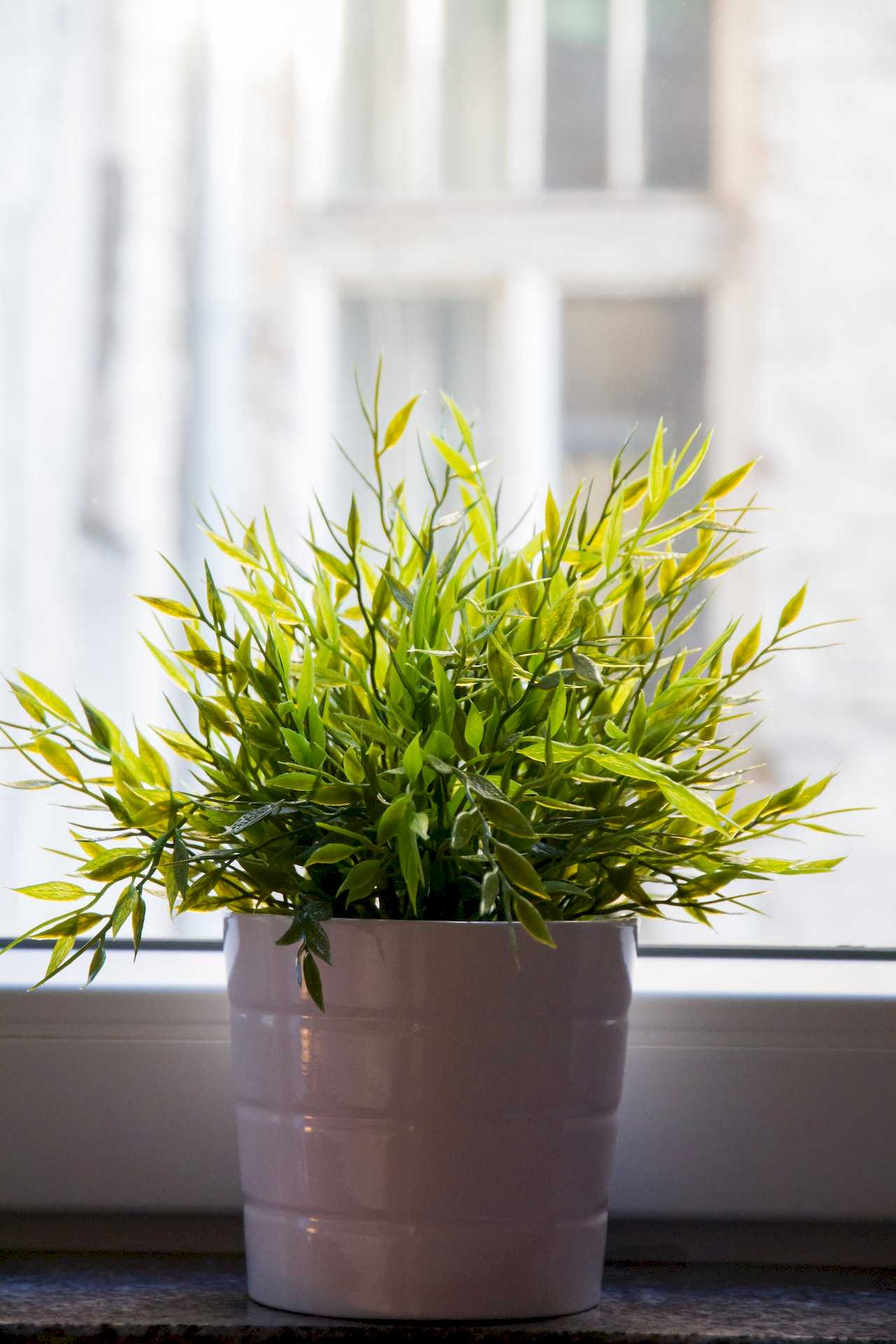 Green potted plant in a white ceramic pot on a dark stone windowsill – Apartment Klio – City Break Apartments