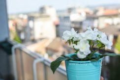 apartmani-beograd-apartman-dolce-vita-34