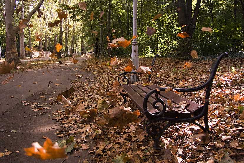 Bench in the park